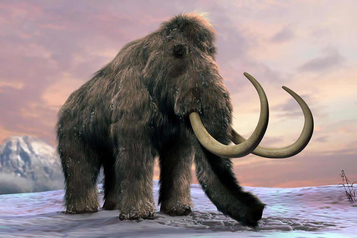 woolly mammoth