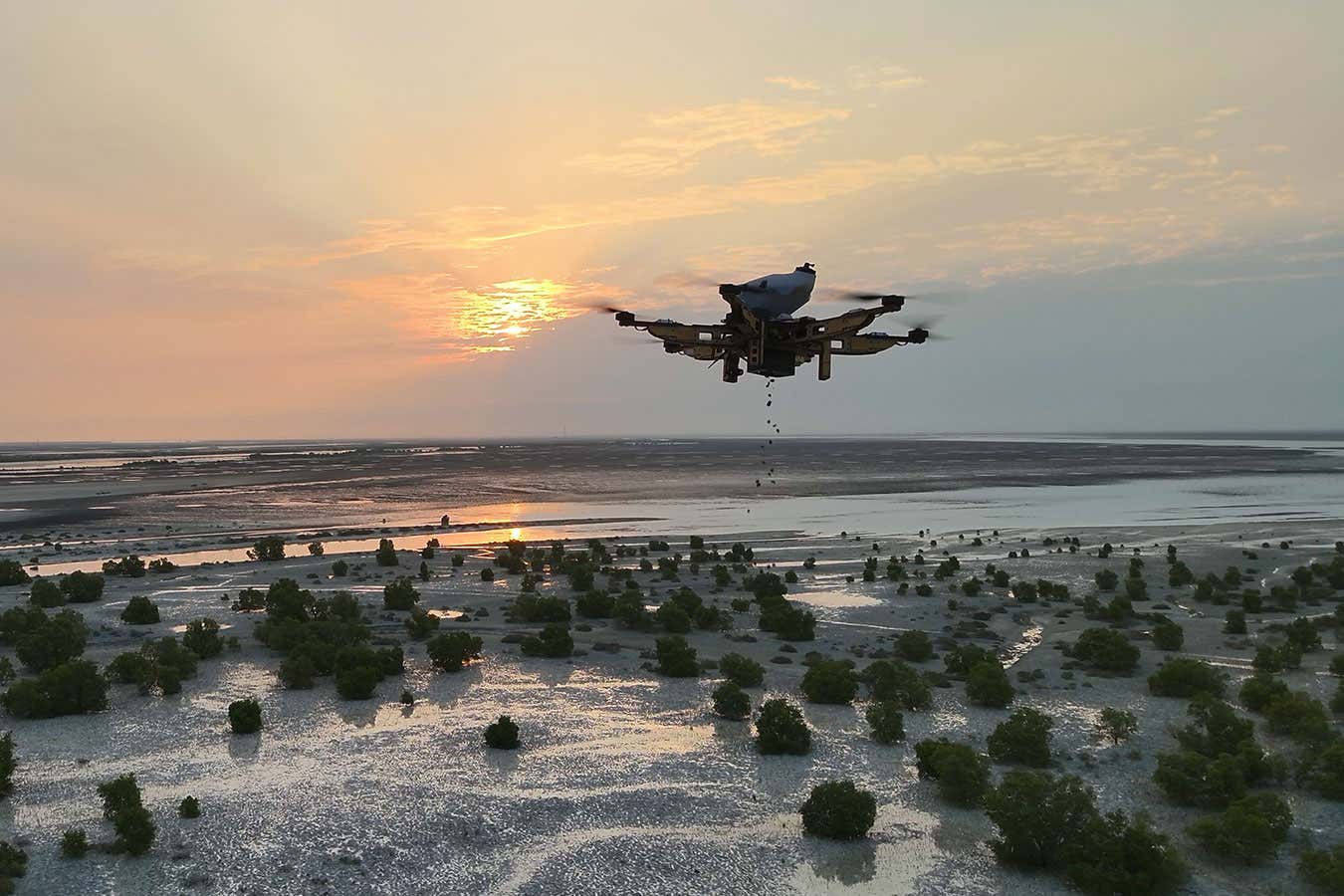 Drones drop mangrove seeds in Abu Dhabi