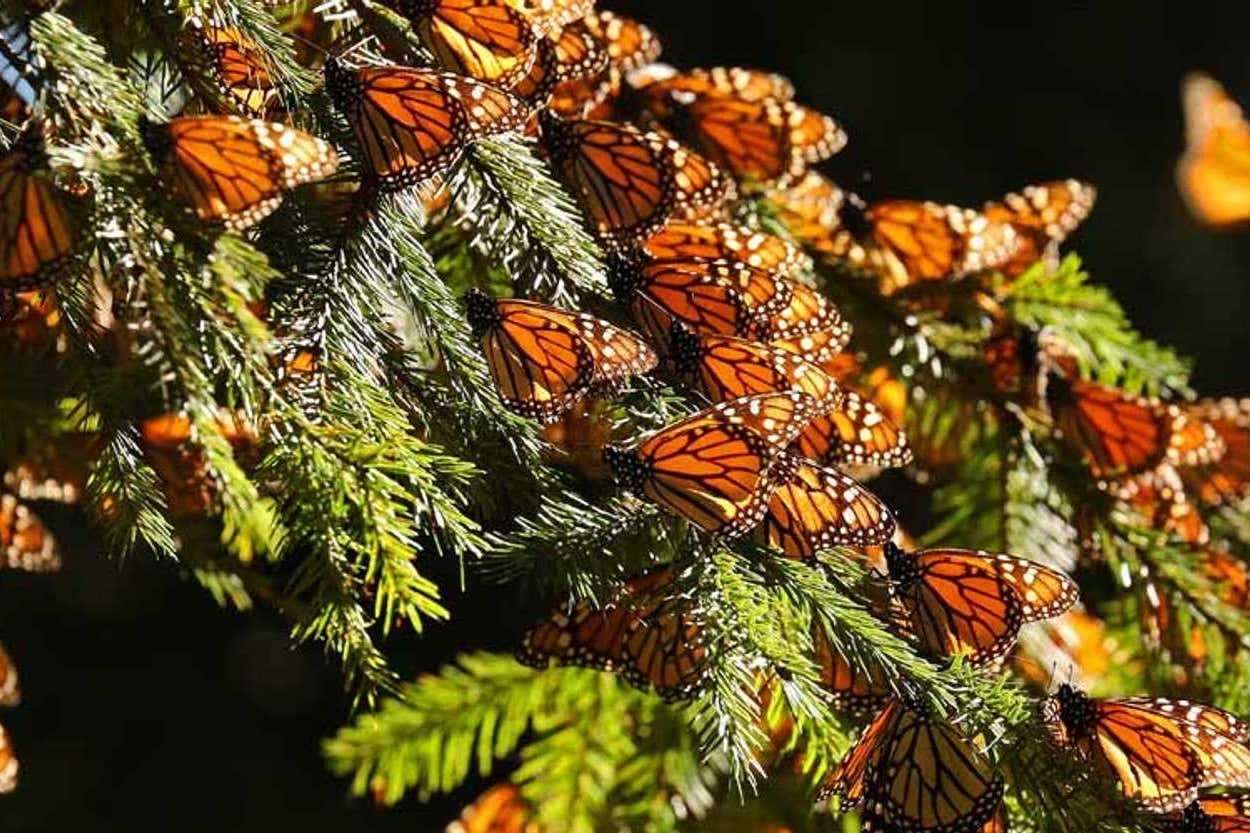 Monarch butterflies on branches of fir tree in Mexico as part of migration