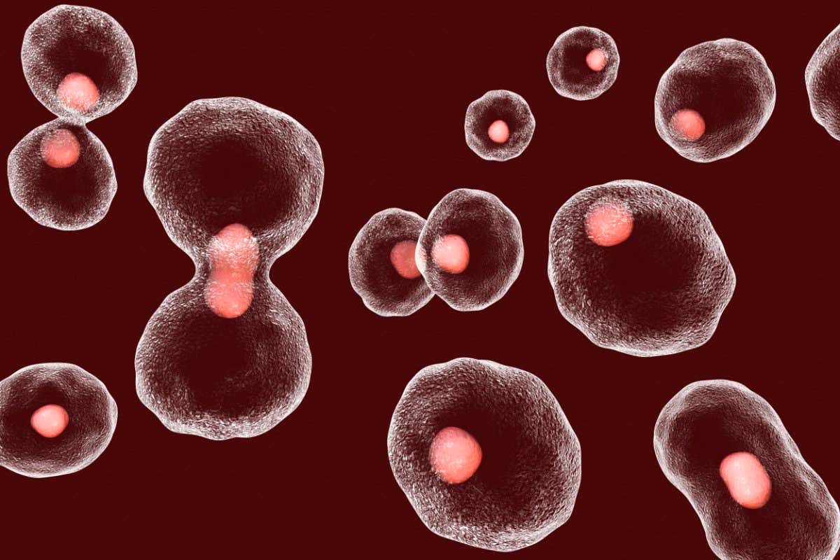 Telomeres shortening with each round of cell division