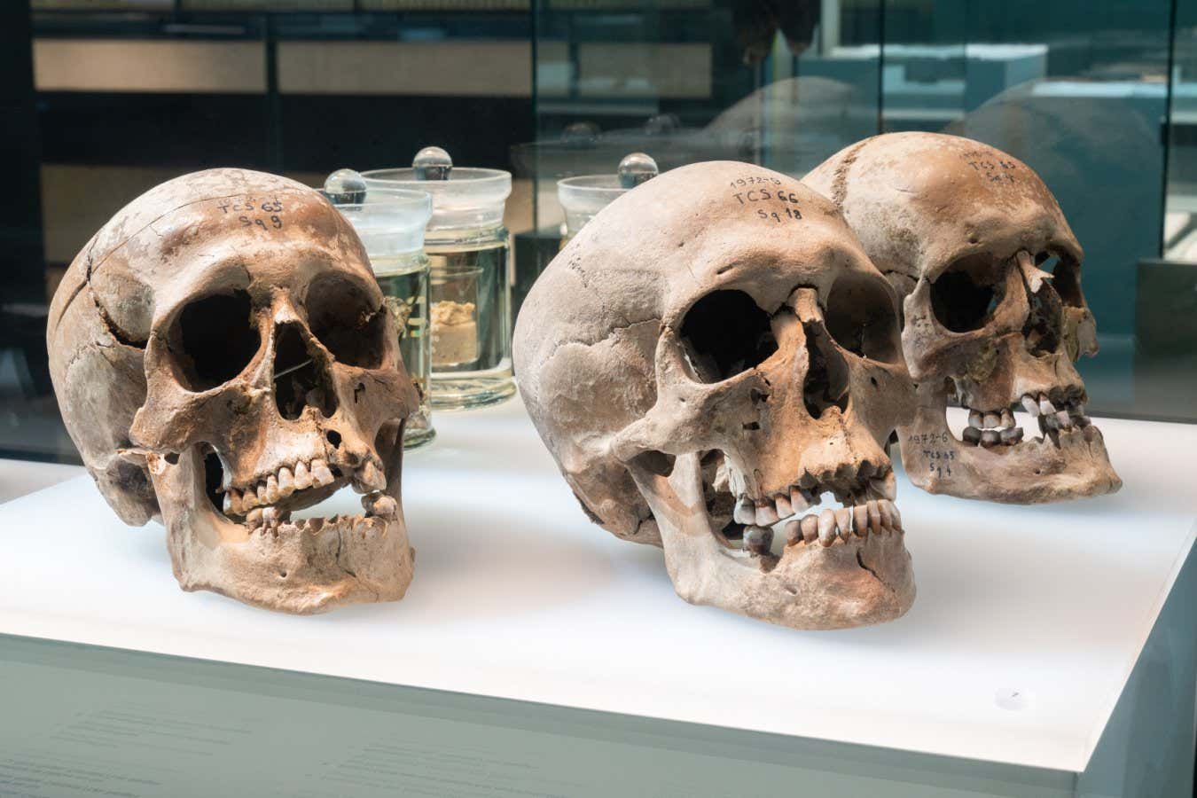 Skulls found under the Thielle River in Cornaux/Les Sauges in western Switzerland. Now stored at the Laténium Museum in Hauterive