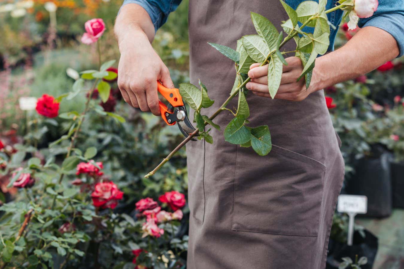 partial view of gardener in apron cutting rose with pruning shears; Shutterstock ID 692944225; purchase_order: -; job: -; client: -; other: -