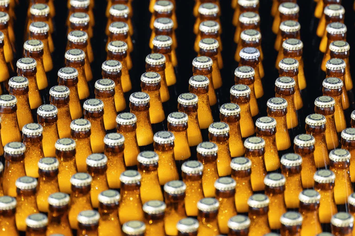 Mass Product of Beer Bottles, Rows of glass production alcohol on industrial conveyor belt, top view.; Shutterstock ID 2416496749; purchase_order: -; job: -; client: -; other: -