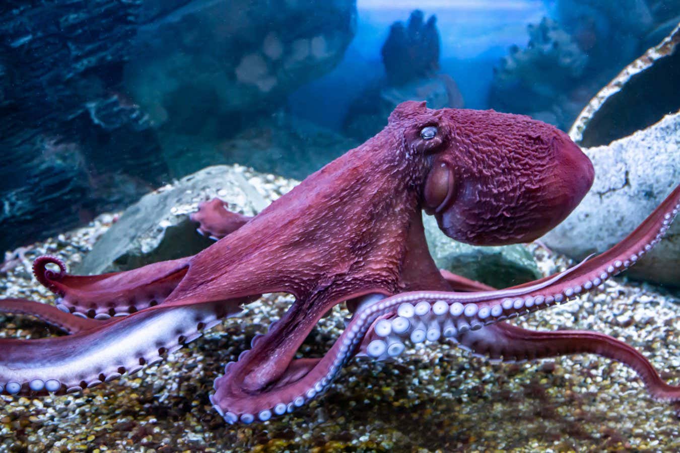 Doflein's octopus (Latin Enteroctopus dofleini) with tentacles and suckers on the background of the seabed. Marine life, exotic fish, subtropics.; Shutterstock ID 2278086727; purchase_order: -; job: -; client: -; other: -