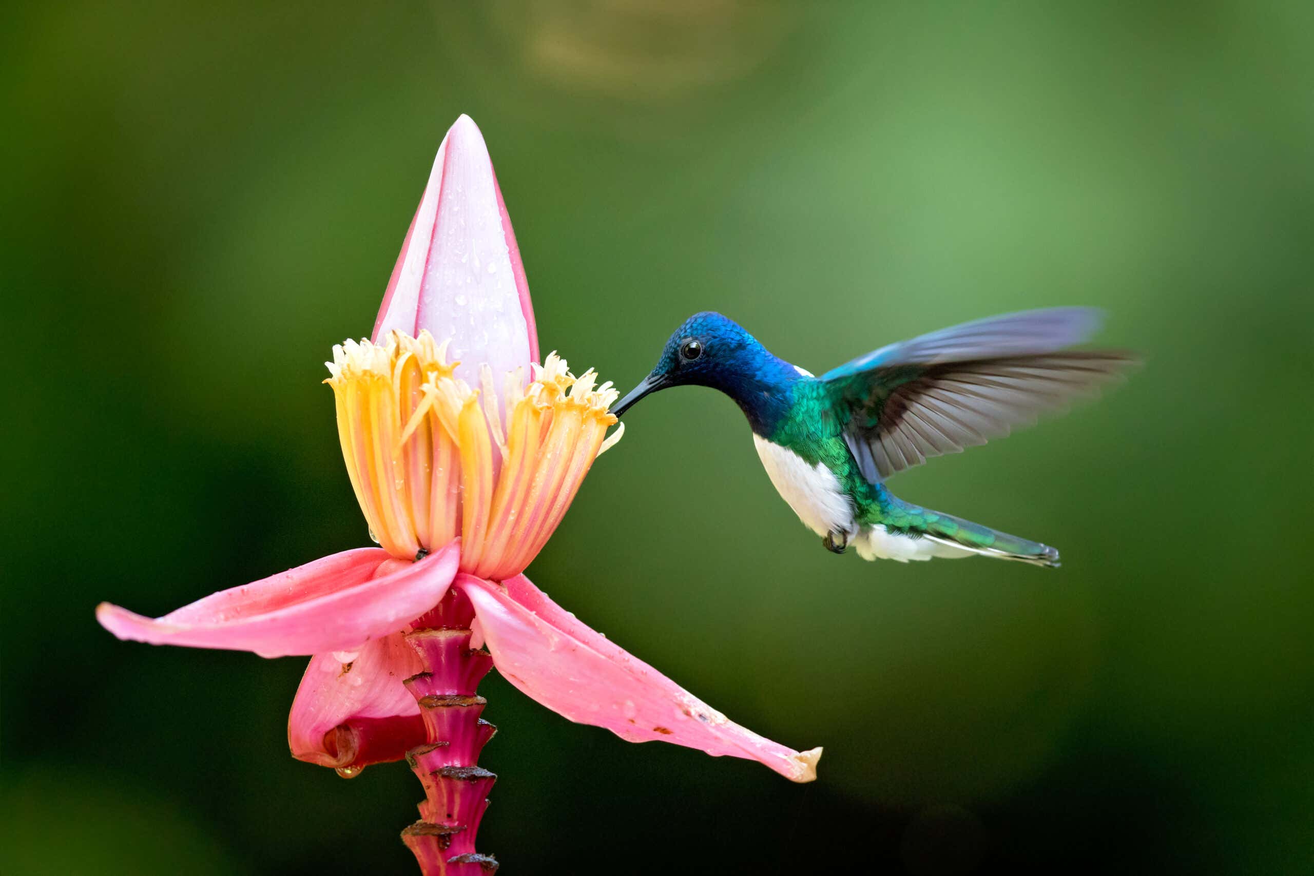 White-necked jacobin is a large and attractive hummingbird, Ecuador