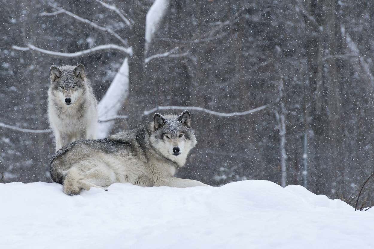 Two wolves looking into distance in snowy wilderness, Yellowstone National park in winter, USA